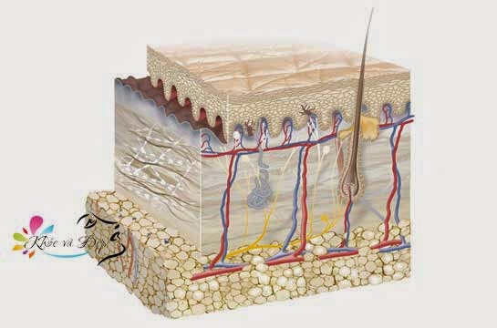 Cấu trúc và chức năng của da Cấu trúc và chức năng của da