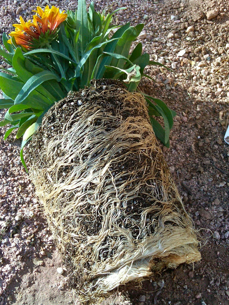 hello there! house Garden Seeds // Root Bound Plants