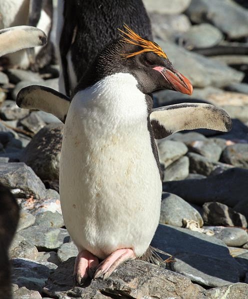 animal day macaroni penguin