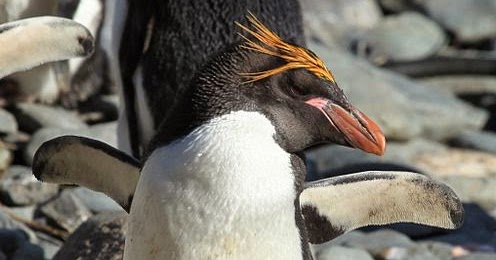 animal day macaroni penguin
