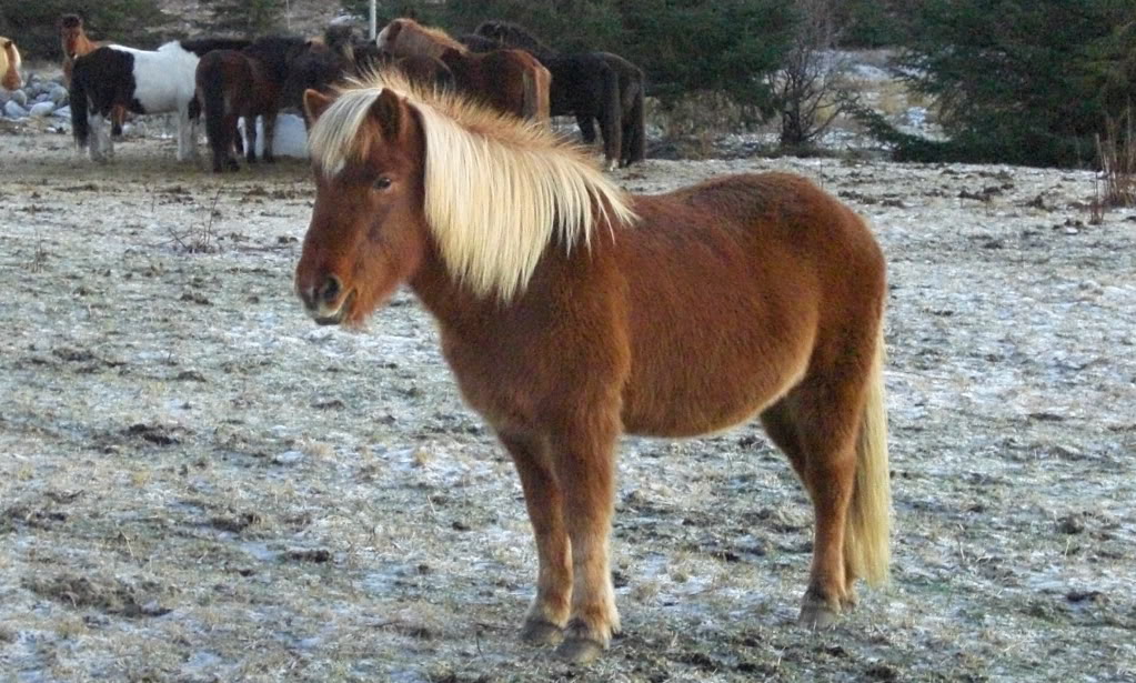 Icelandic+horse.jpg