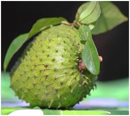 Manfaat buah sirsak manfaat buah sirsak