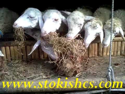 pakan fermentasi pakan ternak sapi,pakan ternak kambing fermentasi,pakan ternak kambing,pakan ternak ayam kampung,pakan ternak fermentasi,pakan ternak bebek petelur,pakan ternak ayam petelur,pakan ternak lele