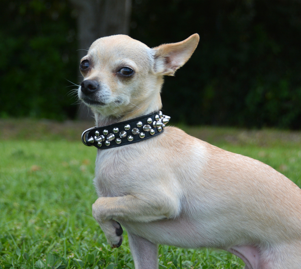 The Dog Geek Hello 2016!