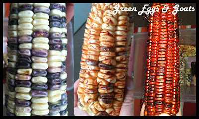 Dent corn - Green Eggs & Goats