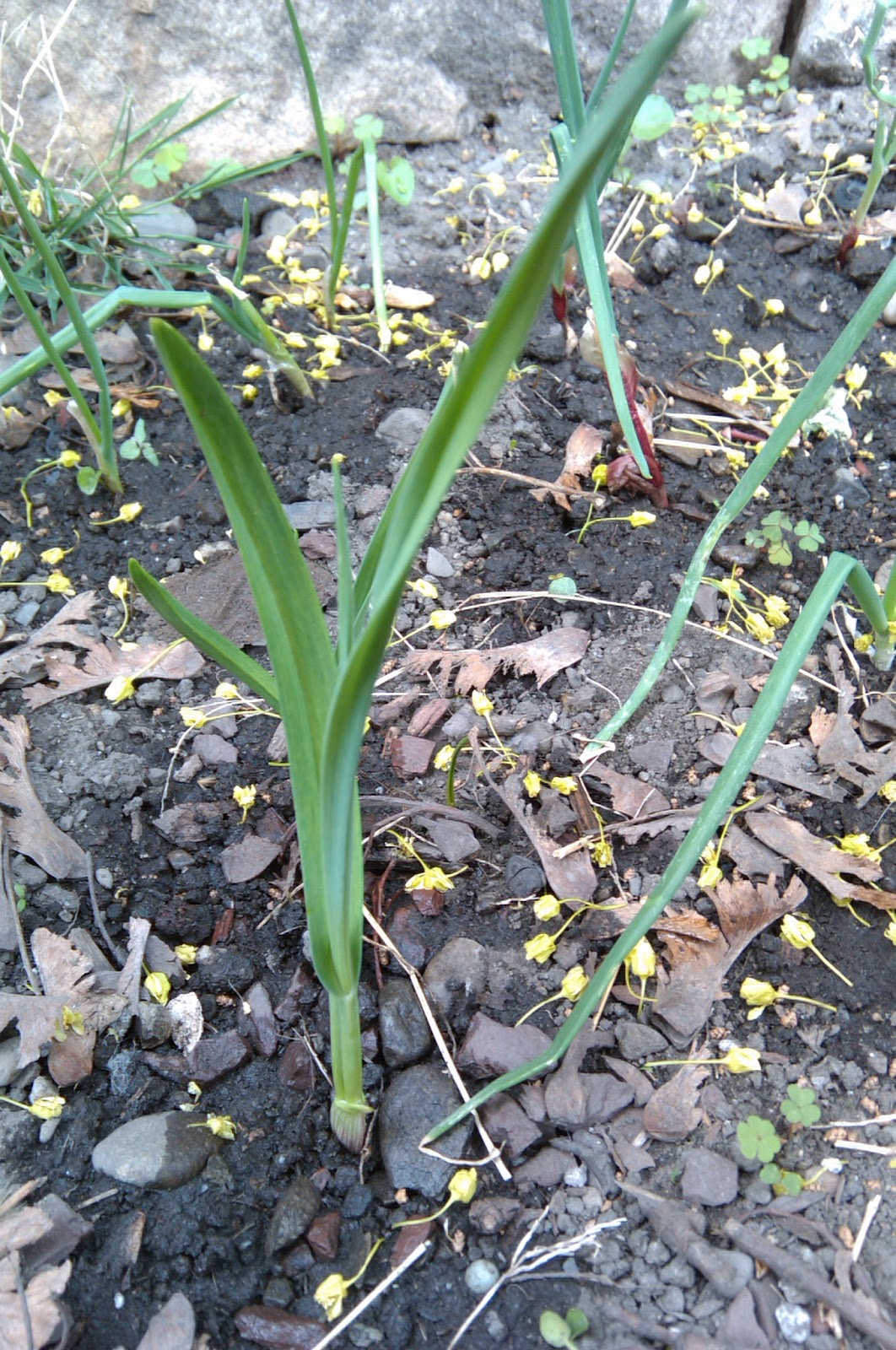 Daily Adventures of a Work at Home Mom Garlic Plants and Onion Plants in Our Garden