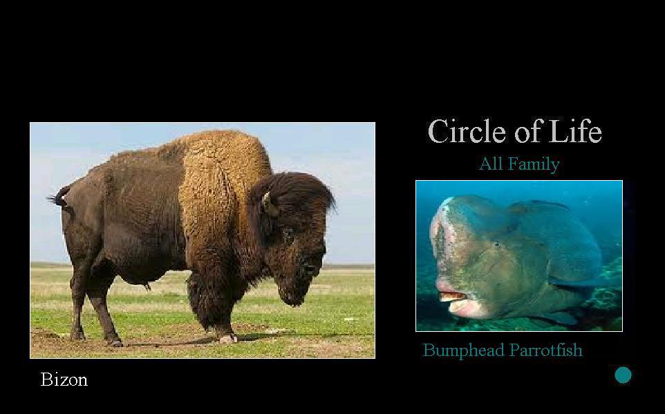 Family Life Circle