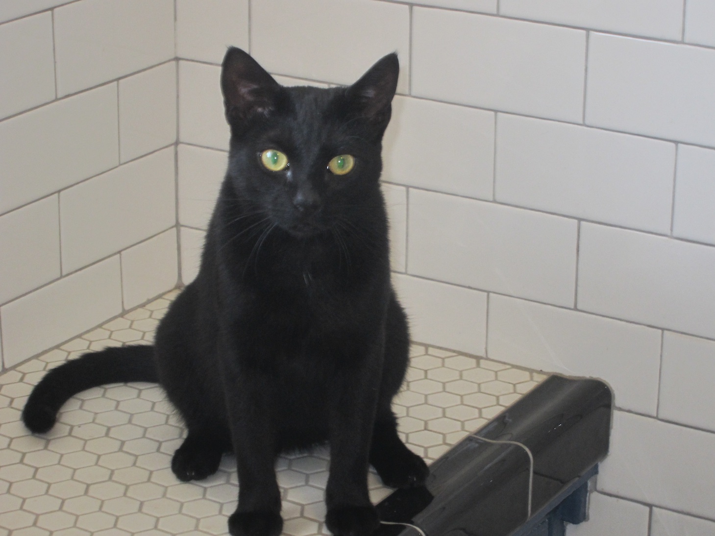 Clean your bathroom without resorting to Poison Root Simple