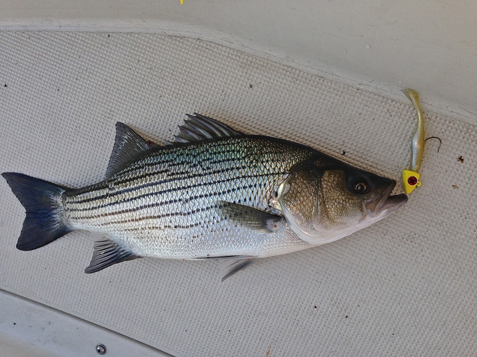 Moe's Tackle Unlimited Fall Striped Bass and Hybrid Striper in North Texas