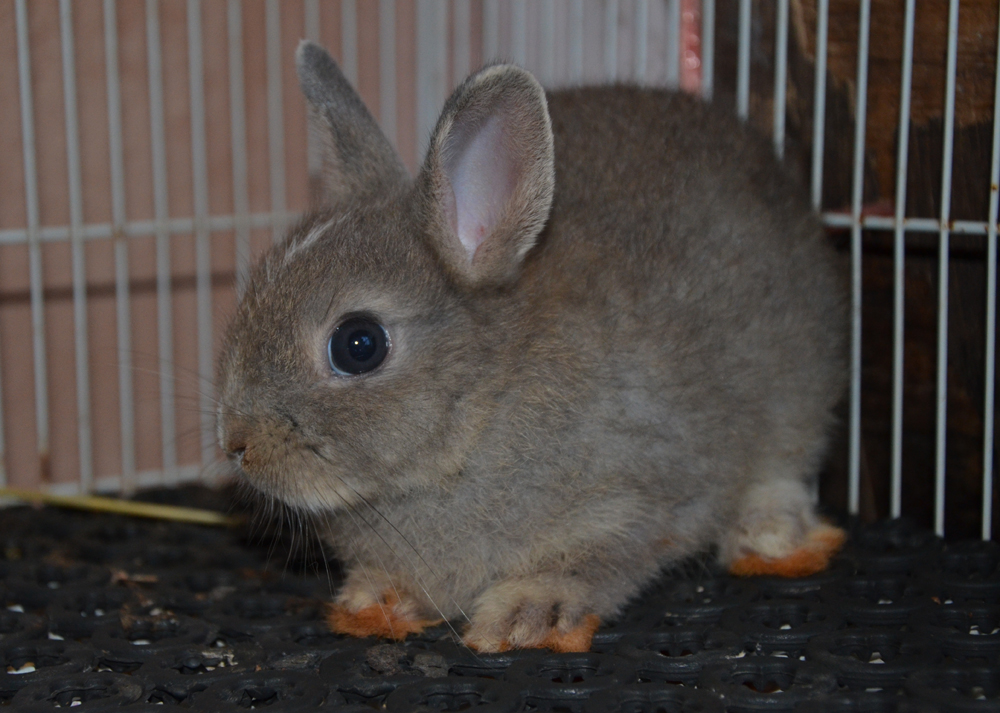 Rabbit Territory Arnab Netherland Dwarf