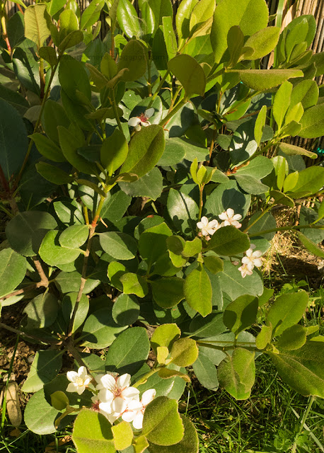 Raphiolepsis - Falsa rosellina Raphiolepsis - Falsa rosellina