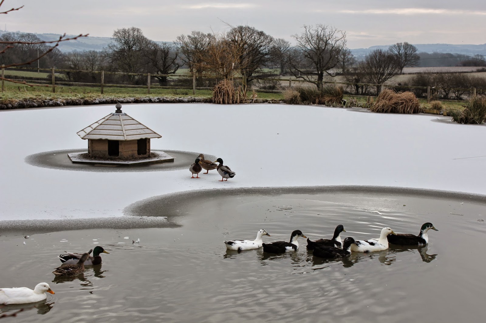 Floating Duck Houses Flyte so Fancy Duck and Goose Housing