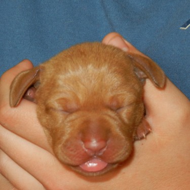 TSUNAMI: 3rd puppy, a girl, is born at 10:58 PM, 13.50 oz