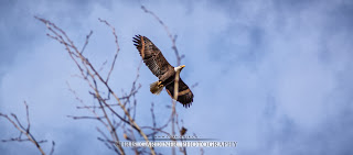 A bald eagle soars out of its perch, and I happened to be there to catch it www.cgardiner.ca Chris Gardiner Photography Kelowna Okanagan