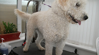 Labradoodle+grooming+photos