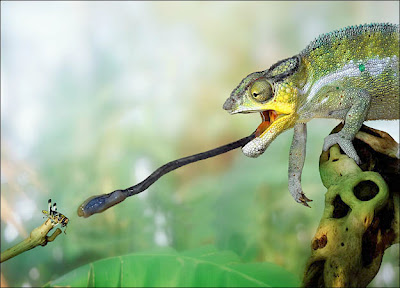chameleon's long sticky tongue