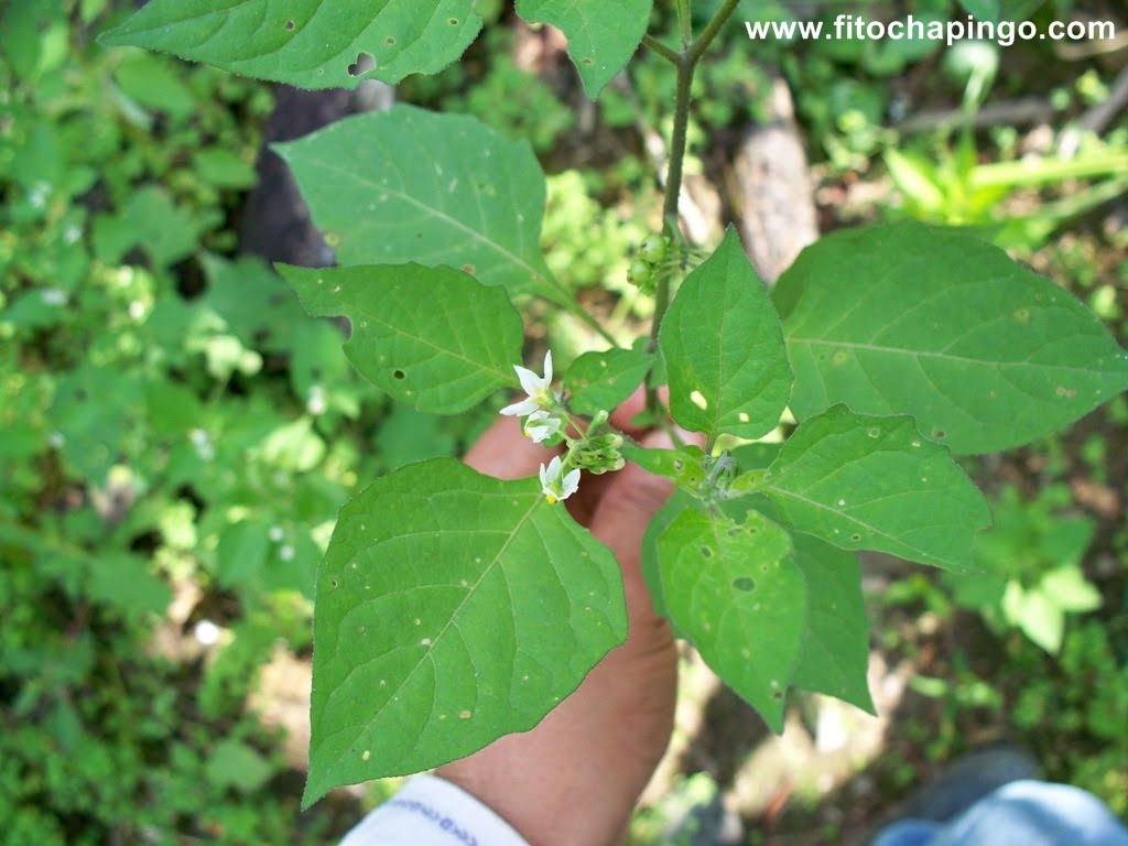 Hierba mora (Solanum nigrum) Fitochapingo