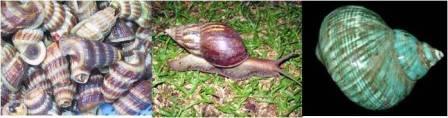 Pengertian Ikan Menurut Peraturan Perundang-Undangan. Pengertian Ikan Menurut Peraturan Perundang-Undangan.