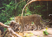 Leopardo macho