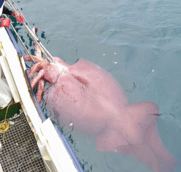 Tutus Berita 10 Hewan Paling Menakutkan Yang Ada Di Dasar Laut