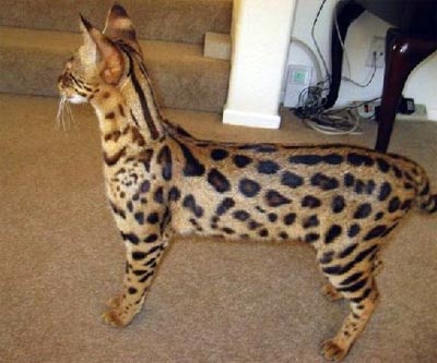 pinterest popular images drinkwater bengal and savannah cats christmas jello shots