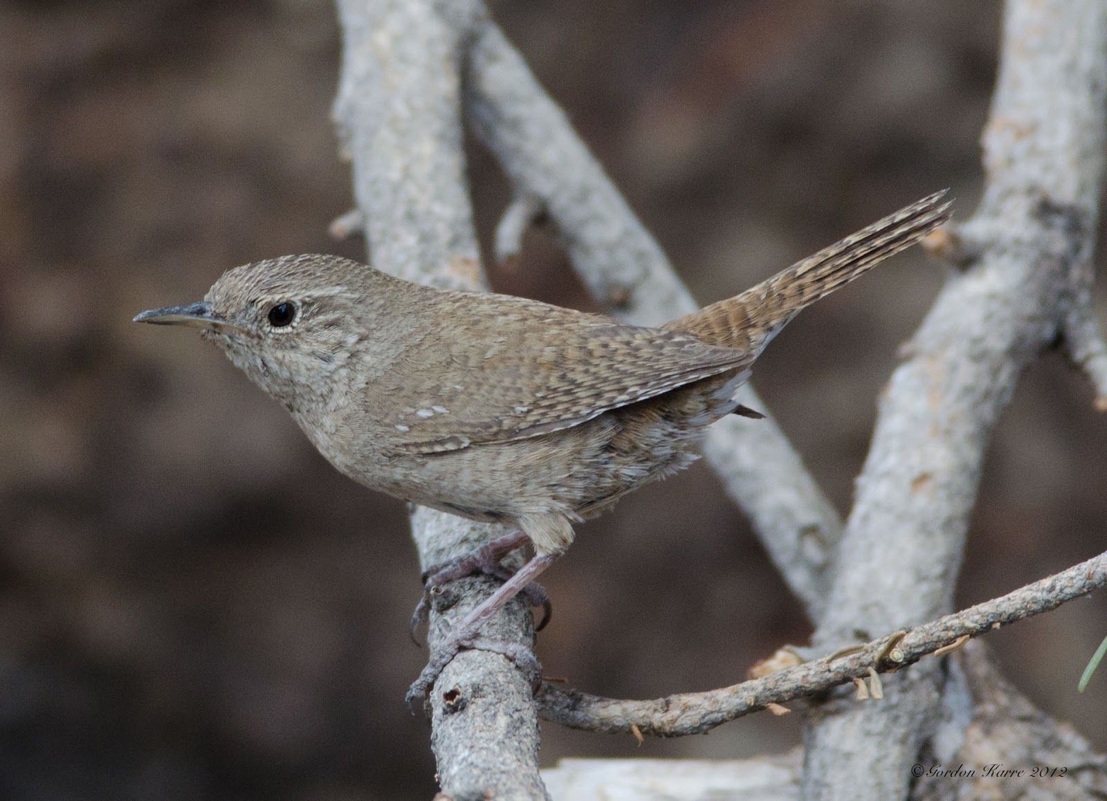 Gordon's Birding Adventures June 2012