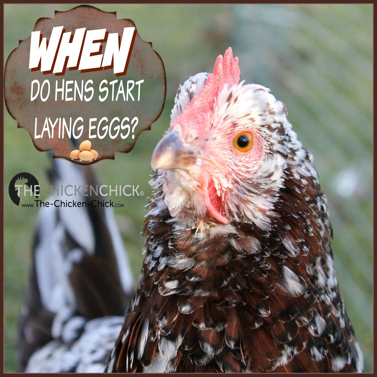 The Chicken Chick® When Will a Hen Begin Laying Eggs? Watch for The