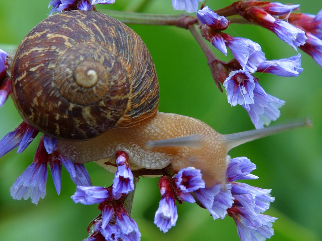 Snail Steno