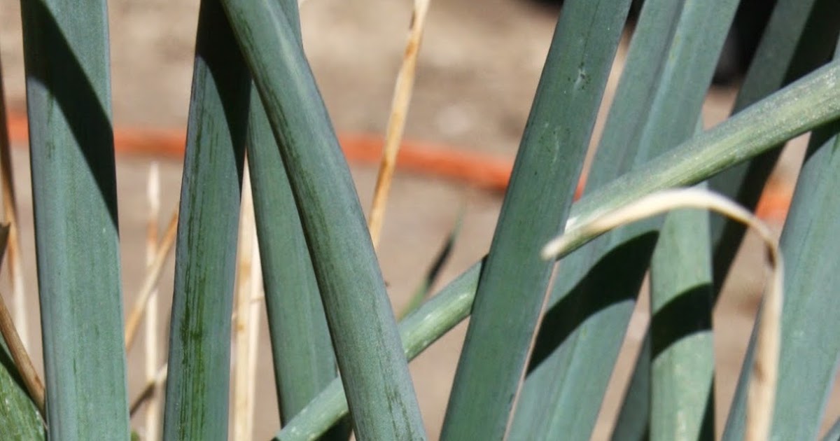 How to grow onions from kitchen scraps in 3 easy steps! Lavende and