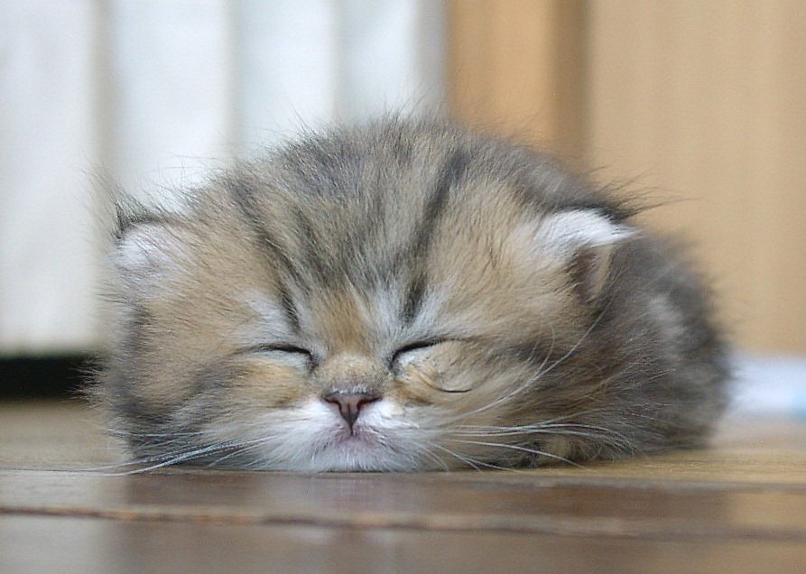 Cute sleepy kitty | Funny Cat Pictures