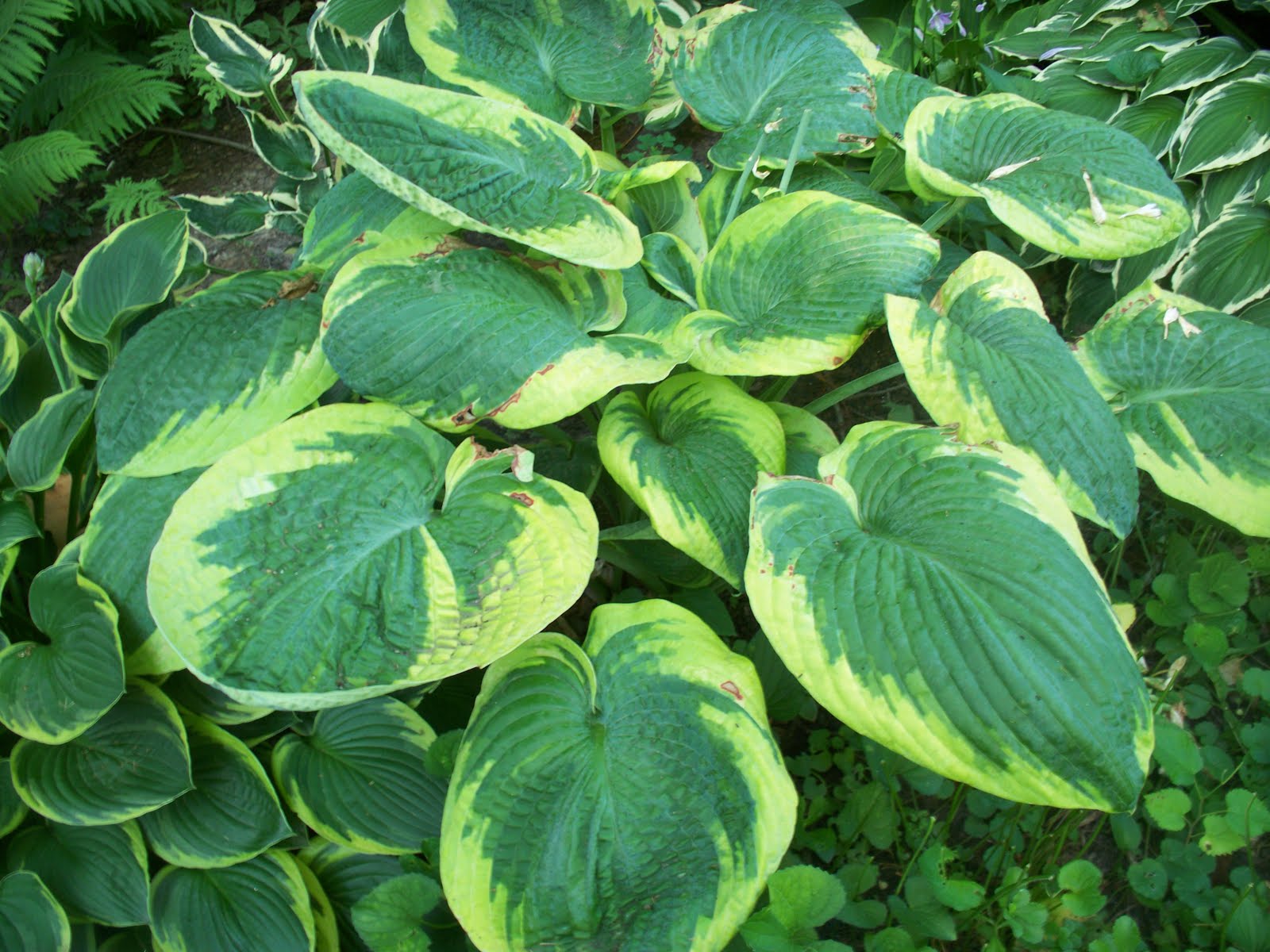 hosta plants bing images hosta plants bing images