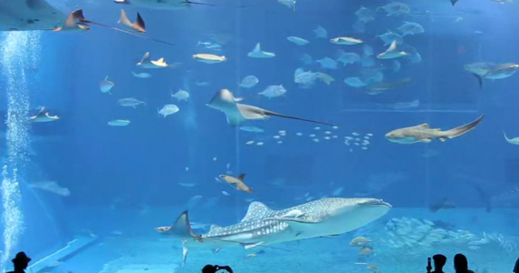Image Result For Acrylic Aquarium Image Result For Acrylic Aquarium
