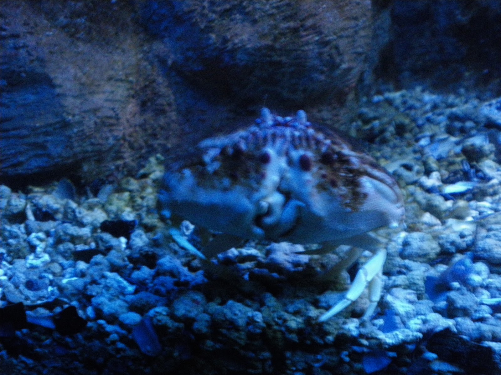 The Cheung Family Adventures Unpuffed puffer fish (porcupine fish)