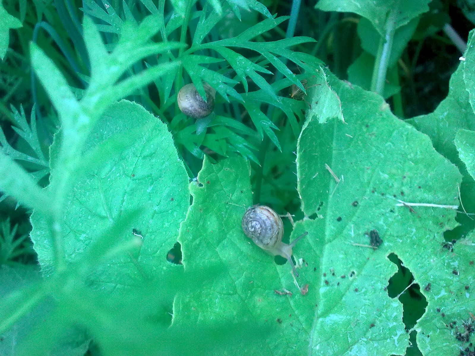 companion planting organic gardening Green Finger Tips Snails n Slugs
