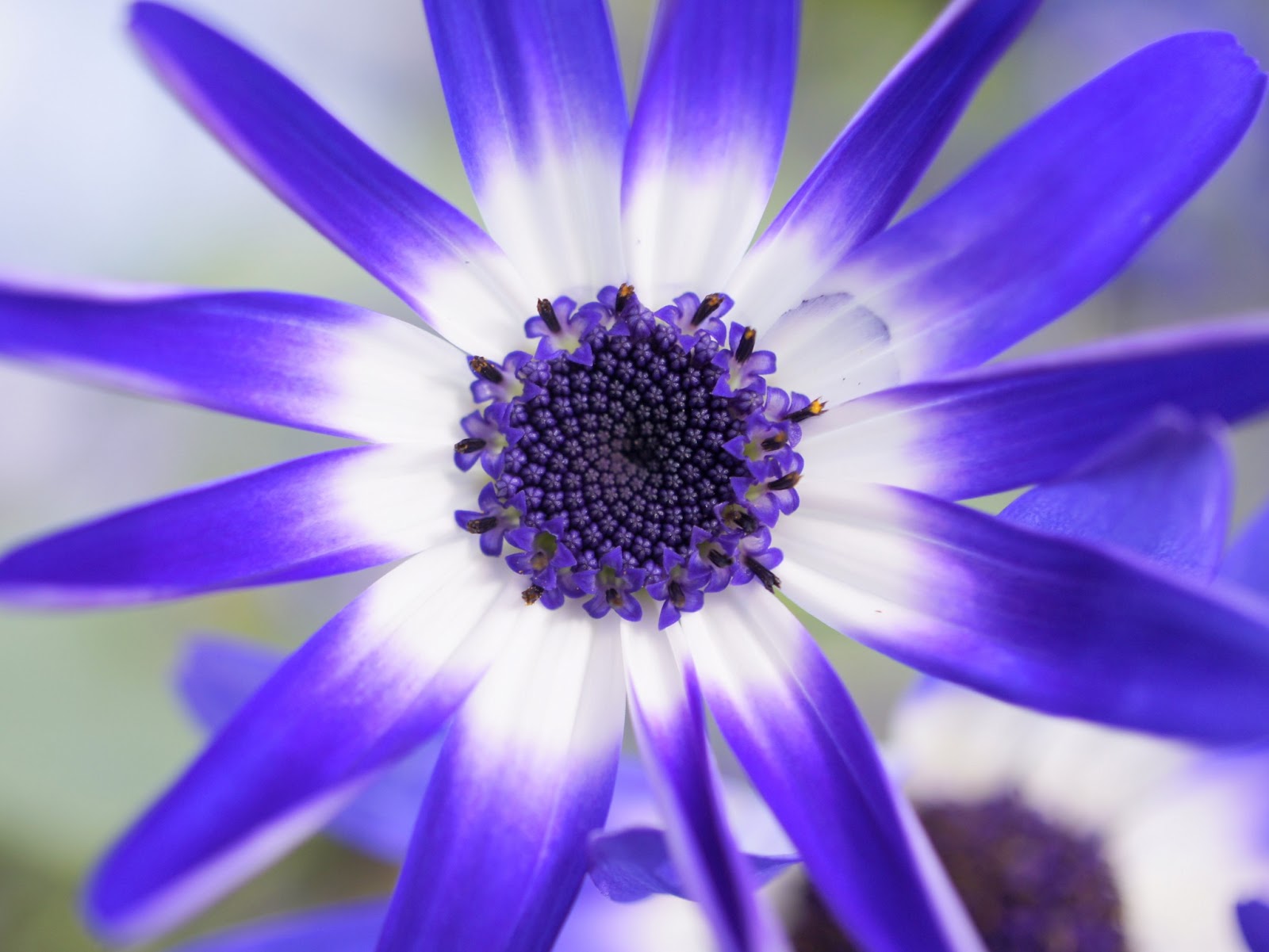 blue petals