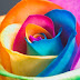 Colorful Flower Wallpaper | Desktop Wallpapers