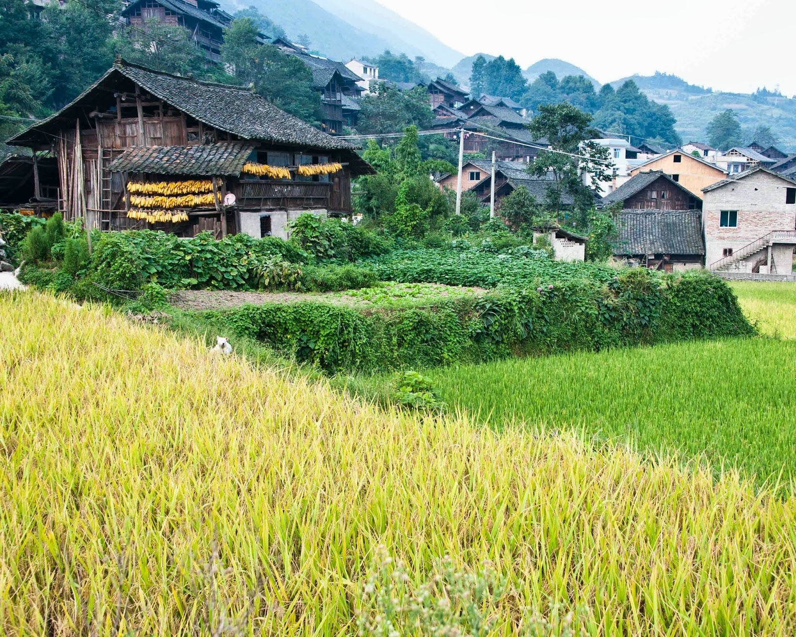 Life on Nanchang Lu Traditional Village Life in China The Miao