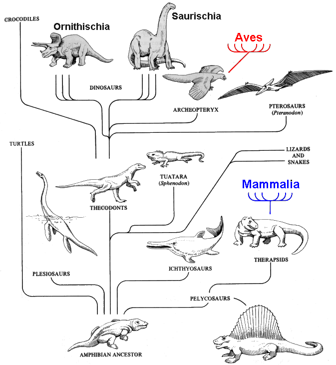 Gekkos Canary Islands Evolution Gekkos Canary Islands Evolution