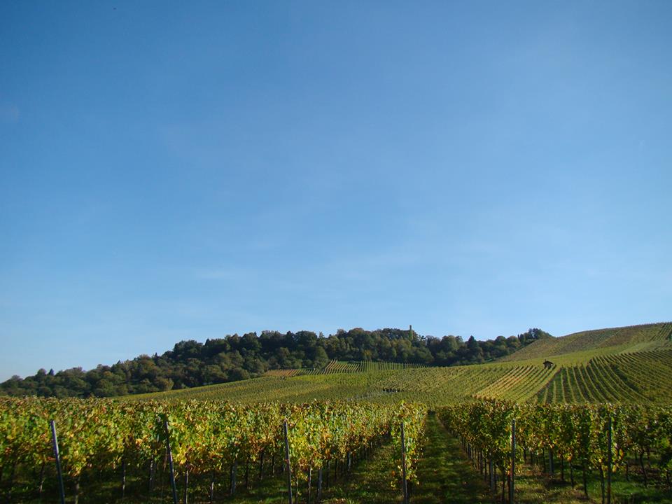 Weinberge