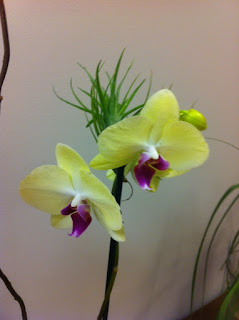 Phaleonopsis Orchid yellow with purple lip