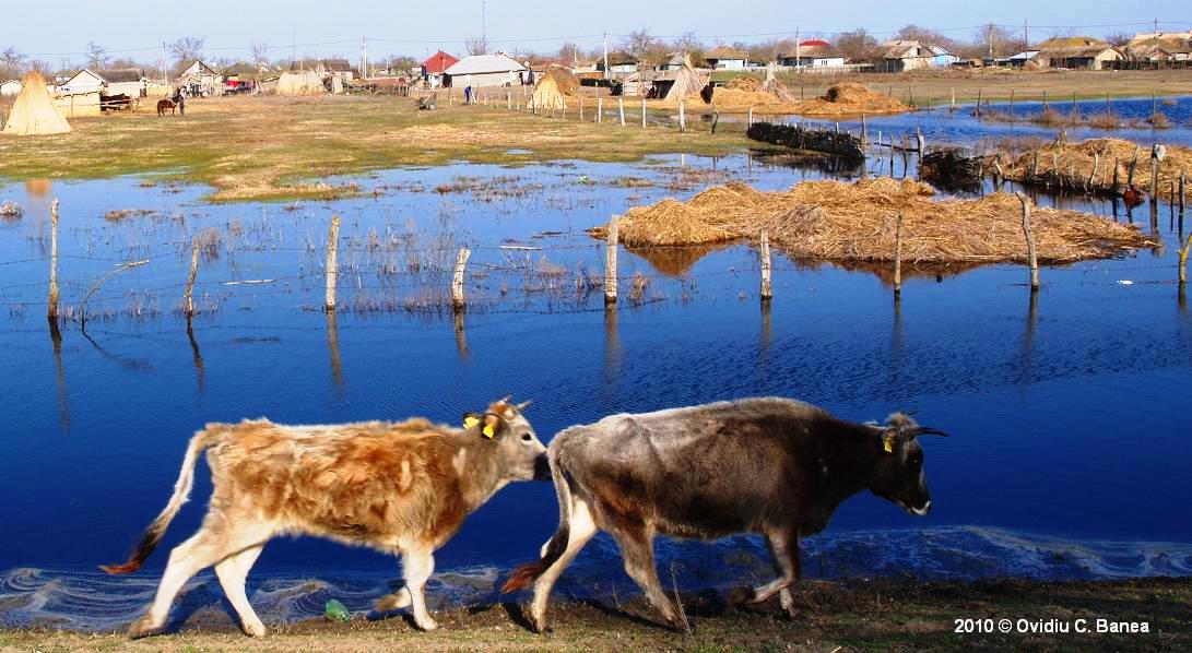 Danube Delta in 2010