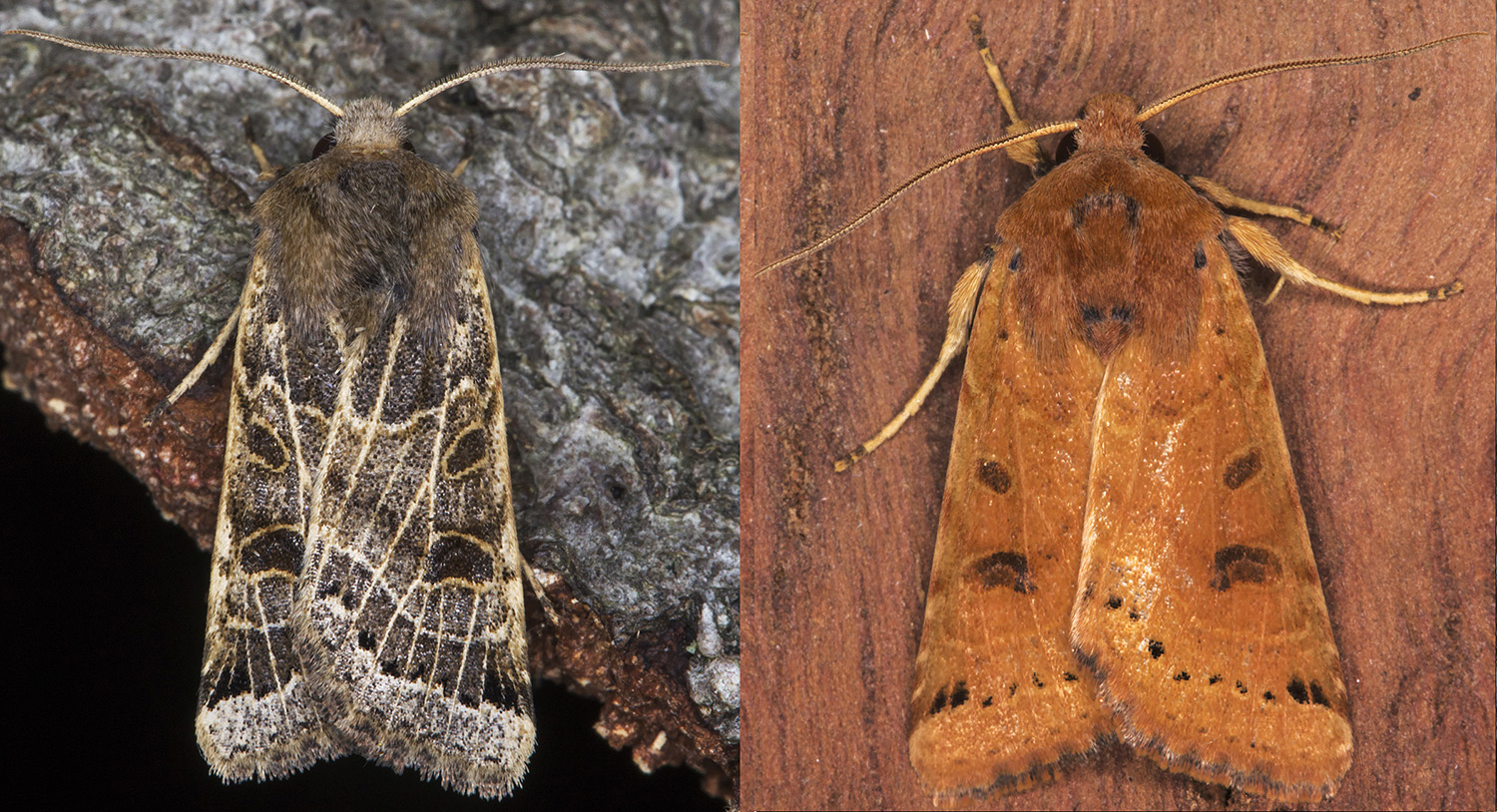 Lunar Underwing, Omphaloscelis lunosa. Noctuidae. Hayes, September 2014. Lunar Underwing, Omphaloscelis lunosa. Noctuidae. Hayes, September 2014.