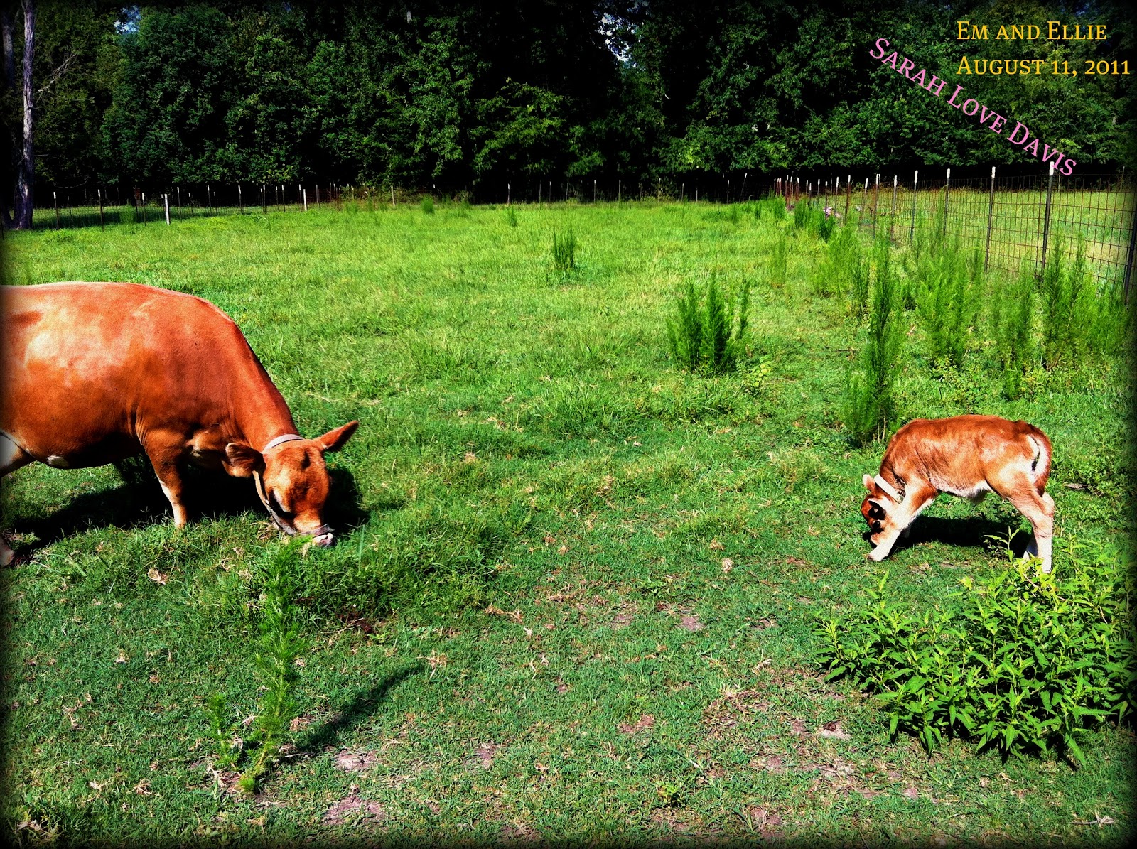 Mini Jersey Cows – Storybook Farm