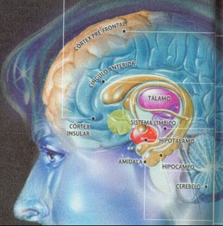 ESTRUCTURA SISTEMA LIMBICO estructura sistema limbico: