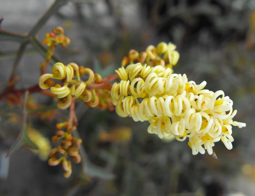 Sydney S Wildflowers And Native Plants Grevillea Sericea Pink