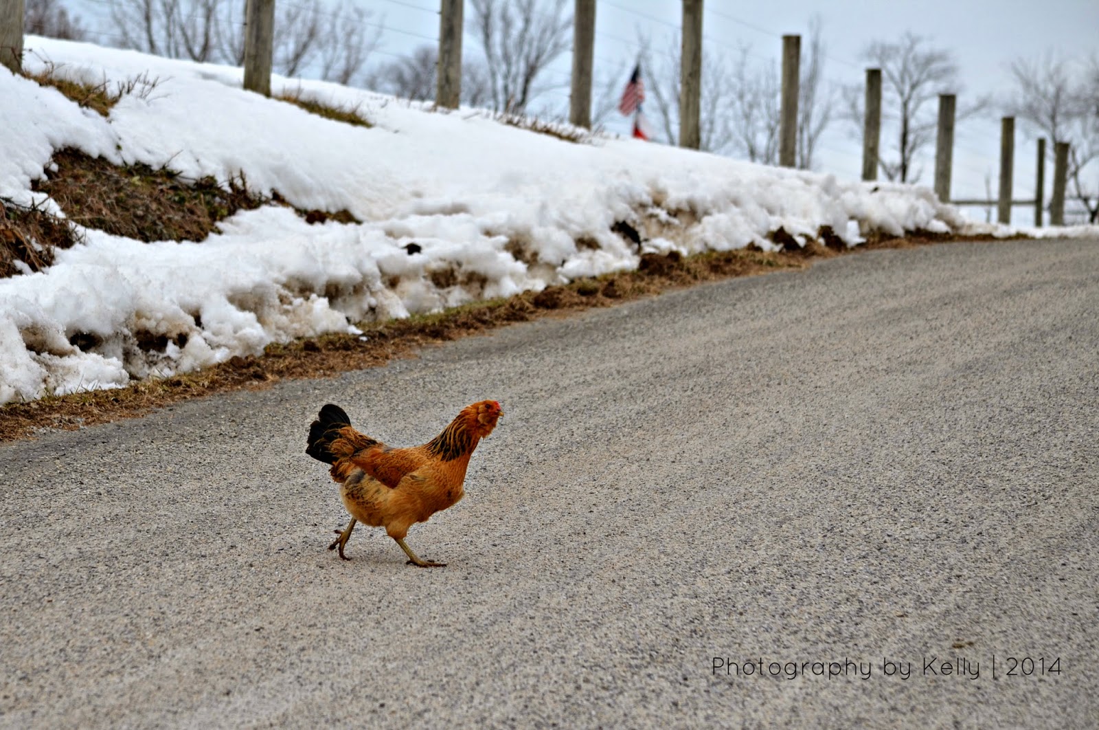 Image result for chicken cross the road