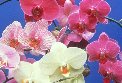 Orchids pictures Orchids pictures