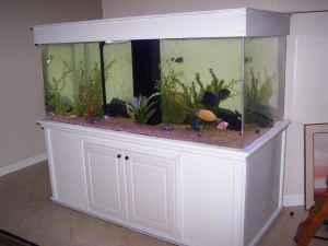 Giant Aquariums: 330 gal AQUARIUM - $2500 (New Port Richey)