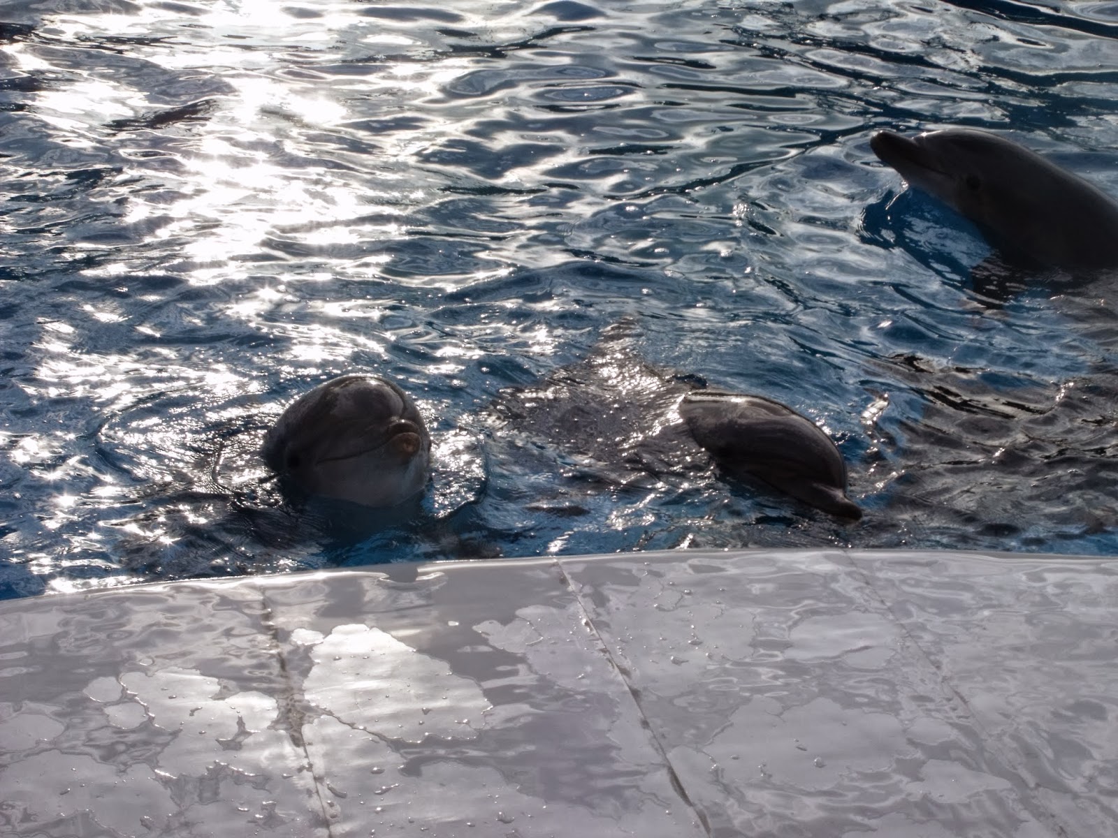 video rencontre avec les requins marineland