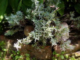 How To Take Care Of Lavender Plant Indoors - Indoor Lavender Plants For Sale